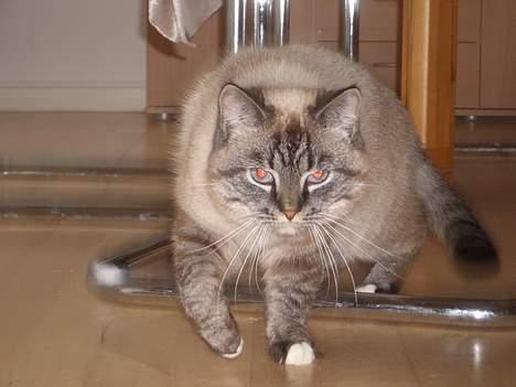 Blanding af racer simba billede 6