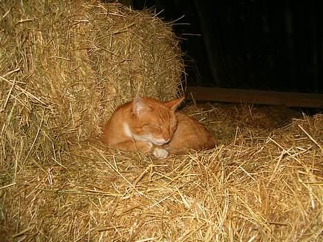 Blanding af racer Garfield *DØD* - garfield ligger i høet... billede 11