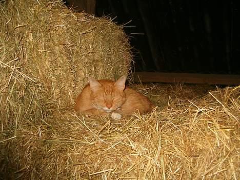Blanding af racer Garfield *DØD* - grunden til at han lukker øjnene er blitzen.. kan ikke gøre for det... billede 12
