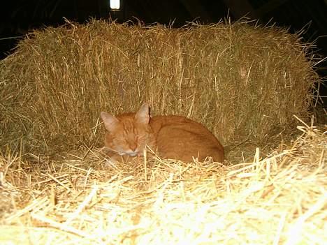 Blanding af racer Garfield *DØD* - miav.. billede 13