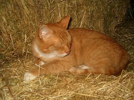 Blanding af racer Garfield *DØD* - hejza... er jeg ikke sød..... billede 14