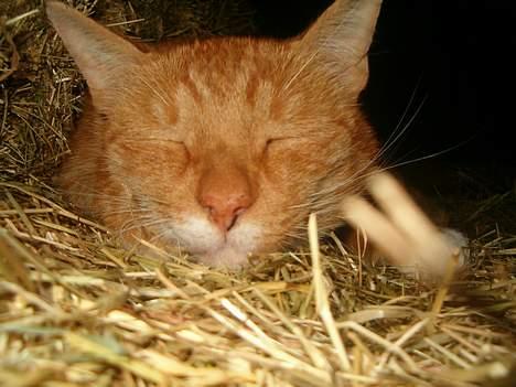 Blanding af racer Garfield *DØD* - nærbillede... gonat garfield... billede 15