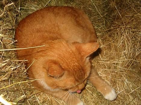 Blanding af racer Garfield *DØD* - læg mærke til hans tunge... billede 16