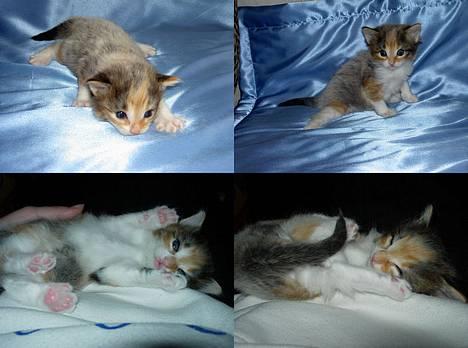 Norsk Skovkat Mischa - 18-24 dage. - Lækker lækker model, og lille træt misser :) billede 20