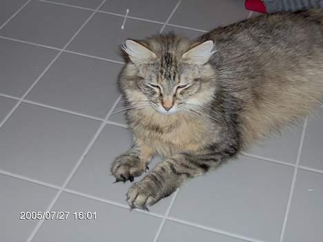 Norsk Skovkat Asta - det er så dejligt at ligge på det kølige gulv, på toilettet.. billede 11