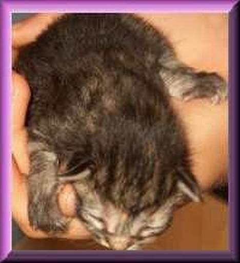 Norsk Skovkat Asta - så blev jeg født.. men det er rimelig koldt herude, i denne store verden.. billede 12