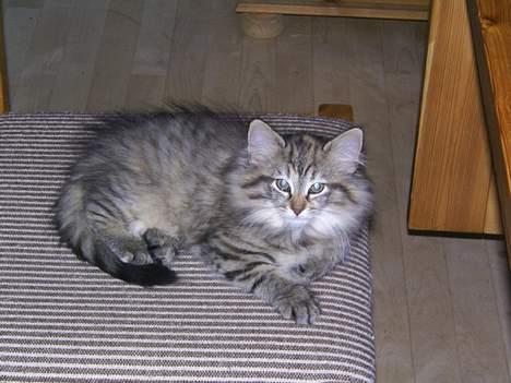 Norsk Skovkat Asta - her er jeg så, på en stol hos dem der havde mig før Camilla fik mig.. billede 13