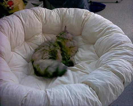 Norsk Skovkat Asta - skønt med et bad i den største stol i hele stuen.. ej hvor kan jeg bare fylder.. billede 14