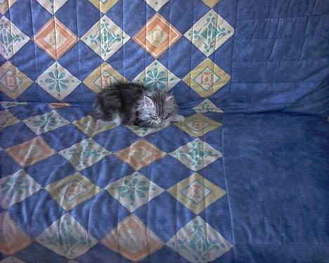 Norsk Skovkat Faramir - jeg tager mig lige en lur, på min helt egen seng.. billede 10