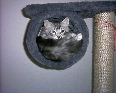 Norsk Skovkat Faramir - er jeg ikke dejlig, og se hvor lidt plads jeg bruger.. billede 11