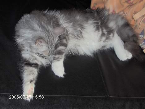 Norsk Skovkat Faramir - her hygger faramir sig så billede 12