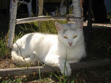 Huskat Mollie *forsvundet* - Min lille dronning ! billede 12