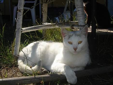 Huskat Mollie *forsvundet* - Min lille dronning igen<3 elsker dig..... billede 13