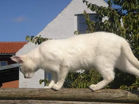 Huskat Mollie *forsvundet* - Hvad er det er der nede ? billede 14