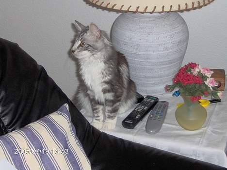 Norsk Skovkat Faramir - er der mad mor.. eller kalder du bare.. billede 13