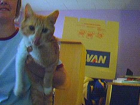 Blanding af racer Gonzo billede 1