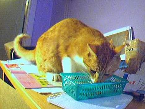 Blanding af racer Gonzo billede 2