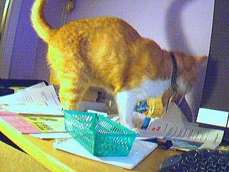 Blanding af racer Gonzo billede 3