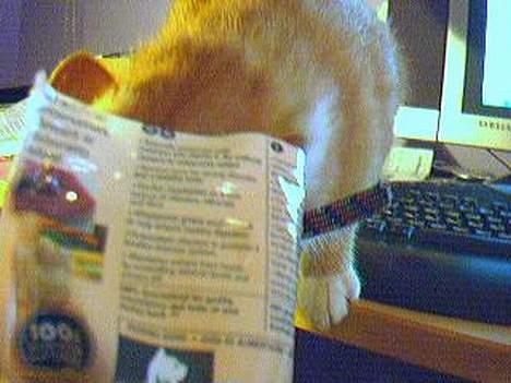 Blanding af racer Gonzo billede 4