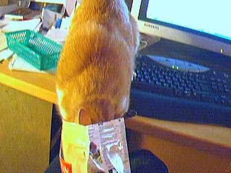 Blanding af racer Gonzo billede 5