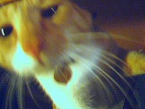 Blanding af racer Gonzo billede 6