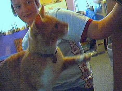 Blanding af racer Gonzo billede 7