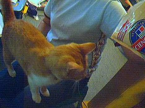 Blanding af racer Gonzo billede 8