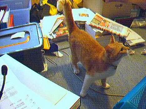 Blanding af racer Gonzo billede 9