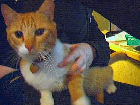 Blanding af racer Gonzo billede 10