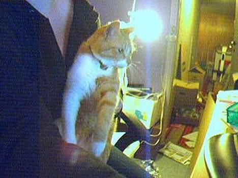 Blanding af racer Gonzo billede 11