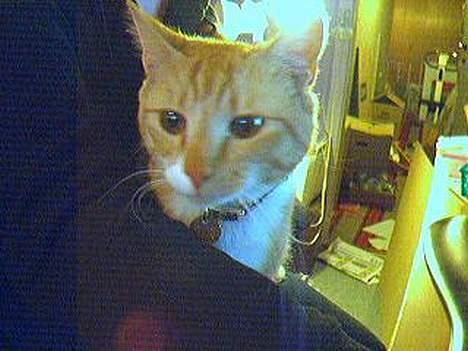 Blanding af racer Gonzo billede 12