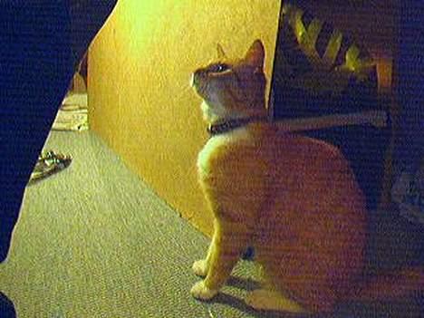 Blanding af racer Gonzo billede 13