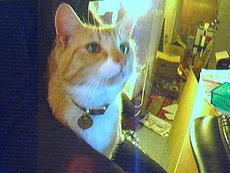 Blanding af racer Gonzo billede 14