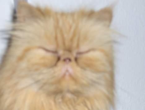 Perser Sille(død) - uha, noget af et nærbillede... Må hellere lukke mine øjne billede 9