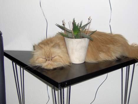 Perser Sille(død) - Troede lige jeg kunne gemme mig, og tage en lille lur, men planten var vidst ikke stor nok;) billede 10