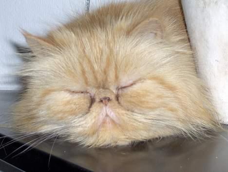 Perser Sille(død) billede 11