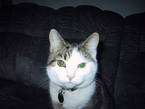 Huskat basse......død d.16aug 06 - hej med jer, ja jeg hedder så basse :-) billede 1