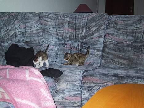 Huskat basse......død d.16aug 06 - run but you can´t hide.... billede 2