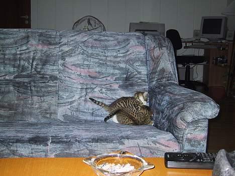 Huskat basse......død d.16aug 06 - aaaagh...jeg bliver overfaldet (min bror) billede 3