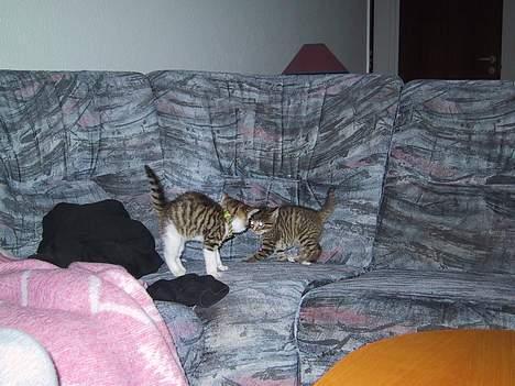 Huskat basse......død d.16aug 06 - ville du noget haaa ???? billede 4