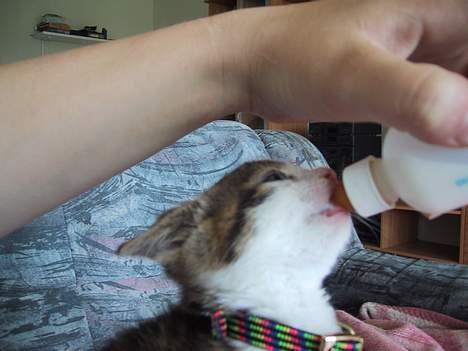 Huskat basse......død d.16aug 06 - mmmmmmmh mad lækkert billede 6