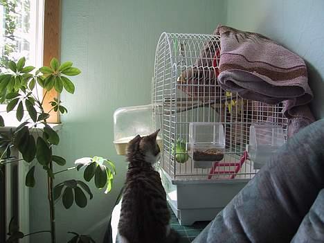 Huskat basse......død d.16aug 06 - hej! skal vi være venner?? hehehe! billede 7