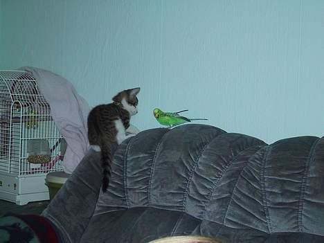 Huskat basse......død d.16aug 06 - nå nå! vi er nok hissig...hva?? billede 8