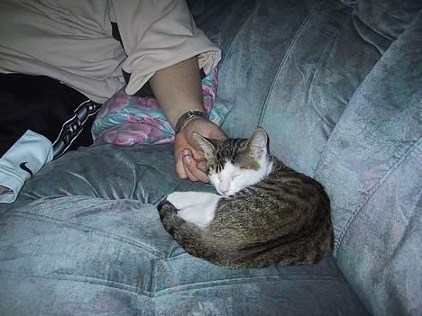 Huskat basse......død d.16aug 06 - uuuuh uh....lige der..aaaah..dejligt!!! billede 9