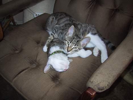 Huskat basse......død d.16aug 06 - skrid!! det er min bror  billede 10