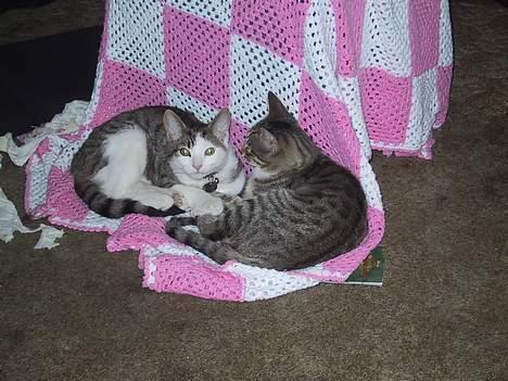 Huskat basse......død d.16aug 06 - hvad??? vi putter bare...jeg har ik lavet noget!!! billede 11