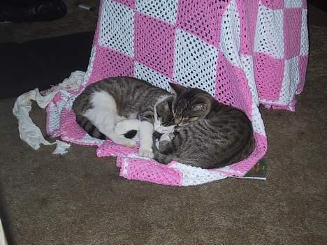 Huskat basse......død d.16aug 06 - ååååå. min kære bror billede 12