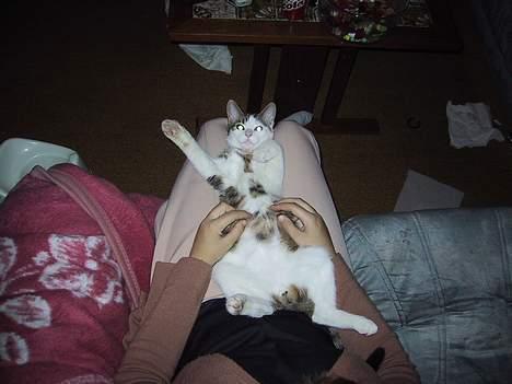 Huskat basse......død d.16aug 06 - aaah...elsker at blive kløet på maven :-) billede 13