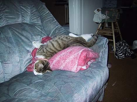 Huskat basse......død d.16aug 06 - meeen sofaen´s armlæn er nu også lækker at ligge i stræk over billede 14