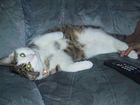 Huskat basse......død d.16aug 06 - jaaaa lidt magelig har vel lov til at være :-) billede 15